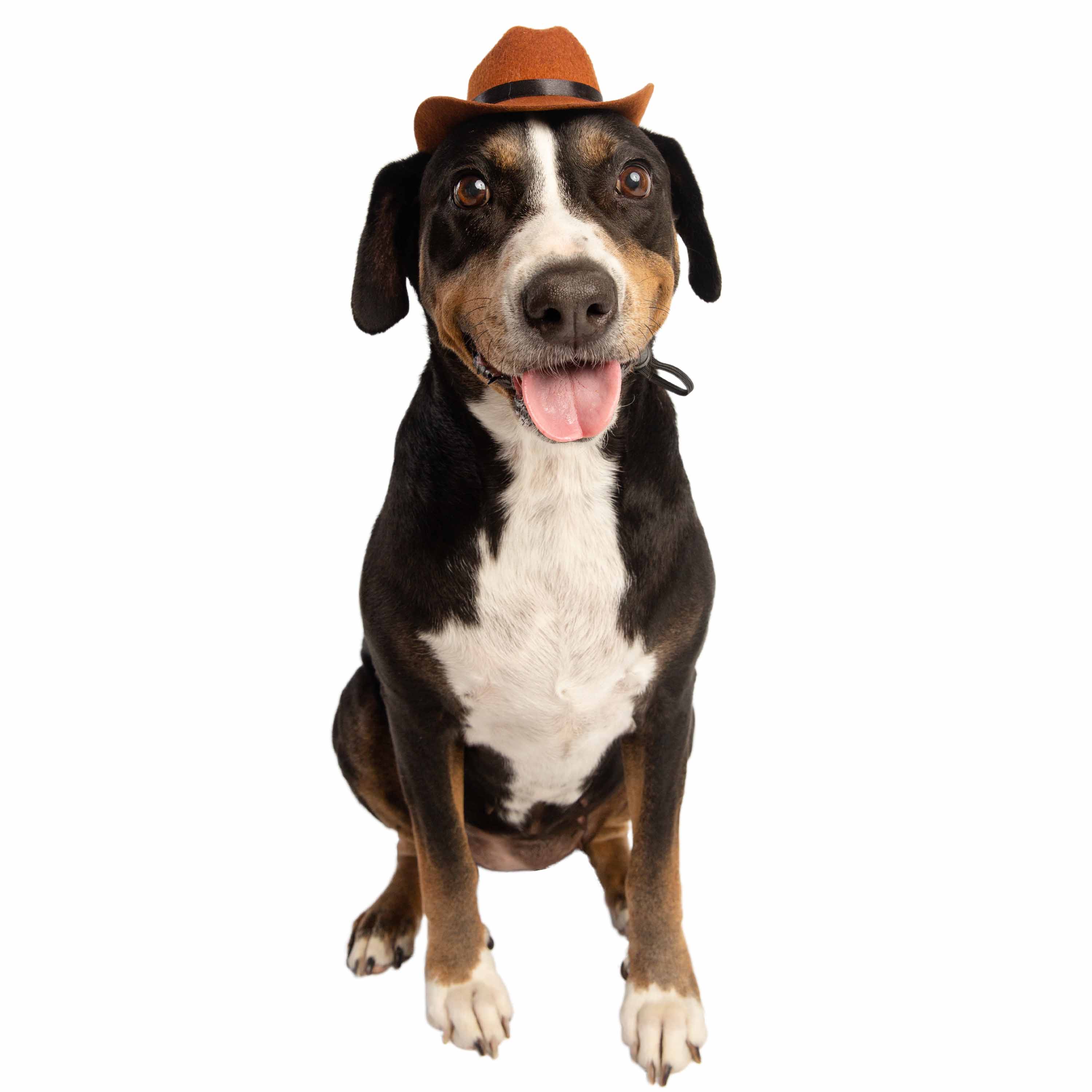 PET COWBOY HAT COSTUME - Image 4