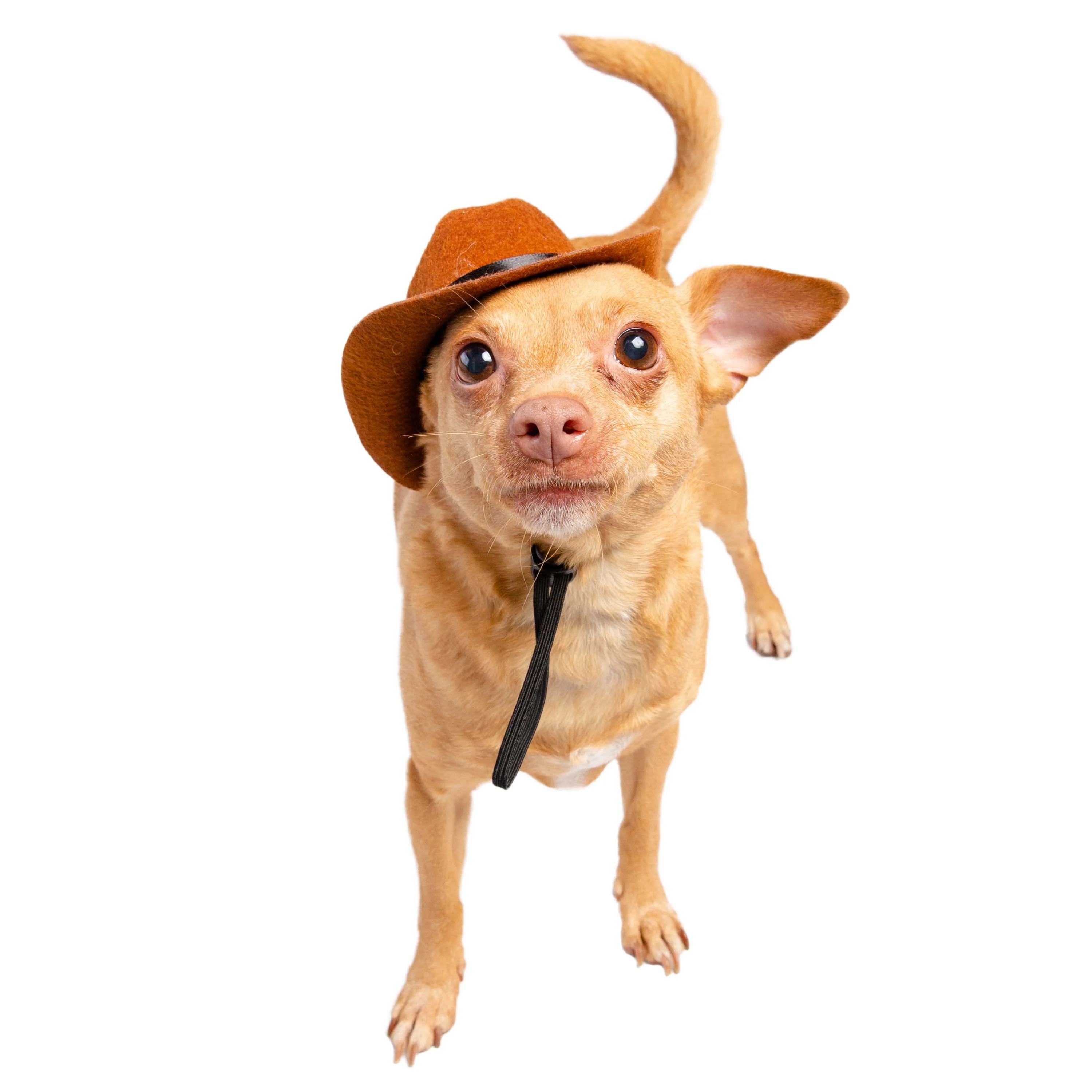 PET COWBOY HAT COSTUME - Image 5