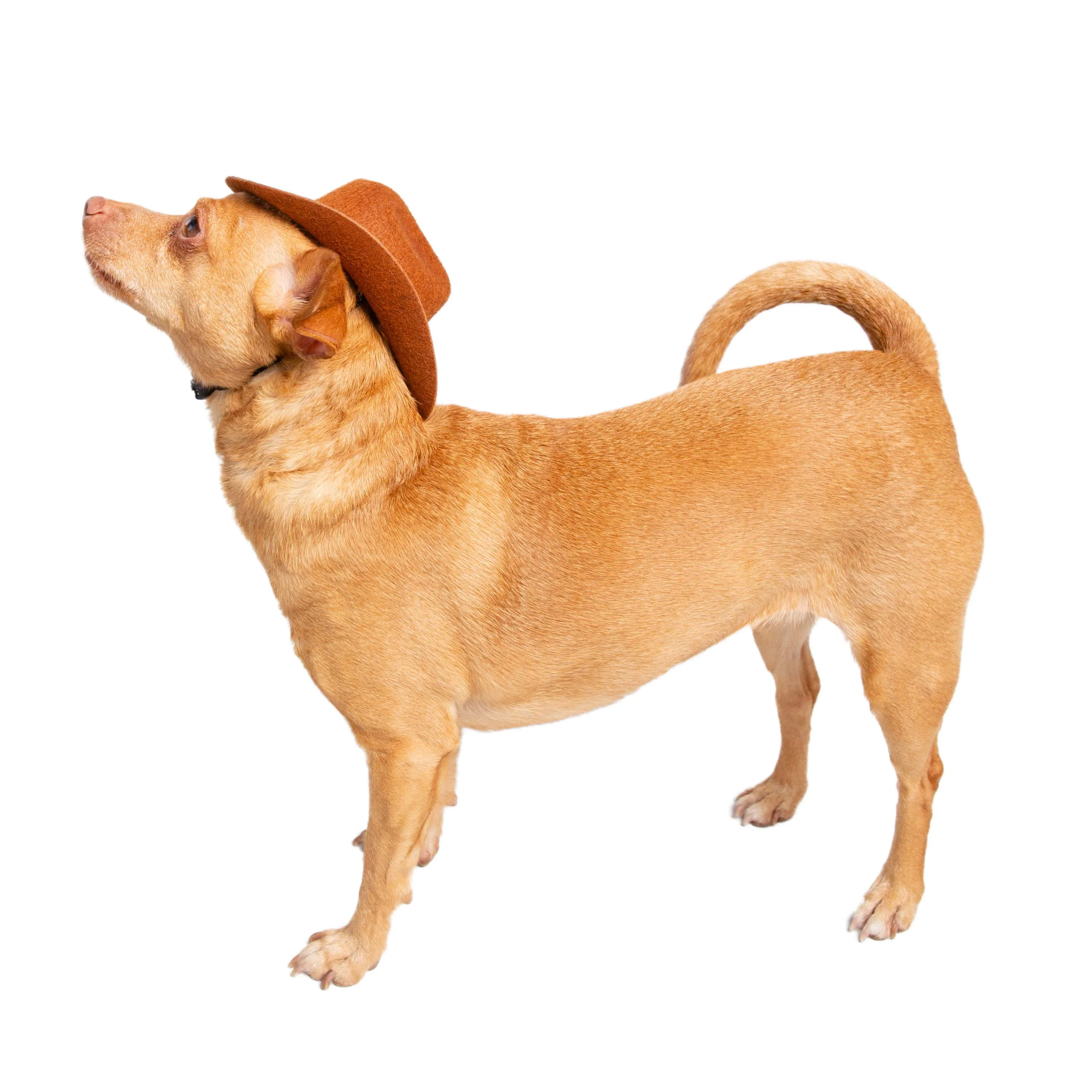 PET COWBOY HAT COSTUME - Image 6